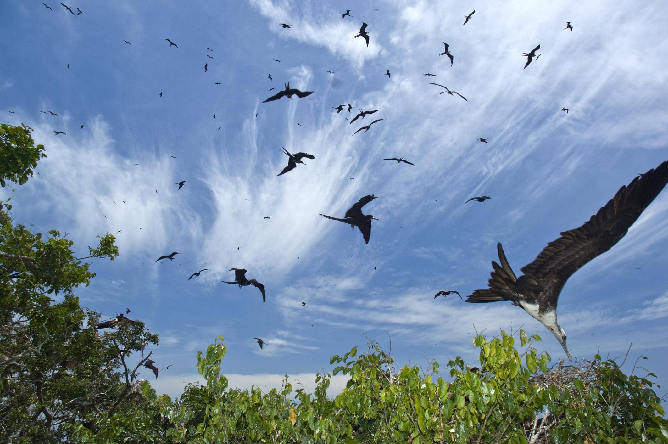 Vol de frégates ; ces oiseaux capables de dormir en volant