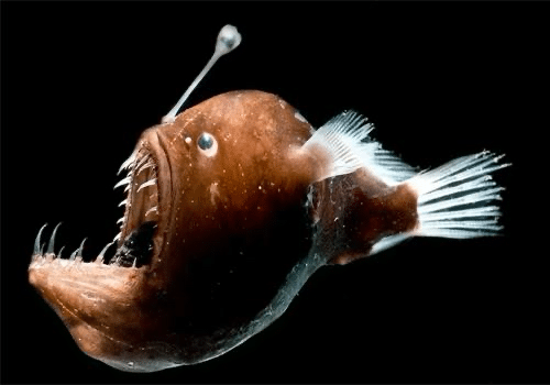 Poisson des abysses