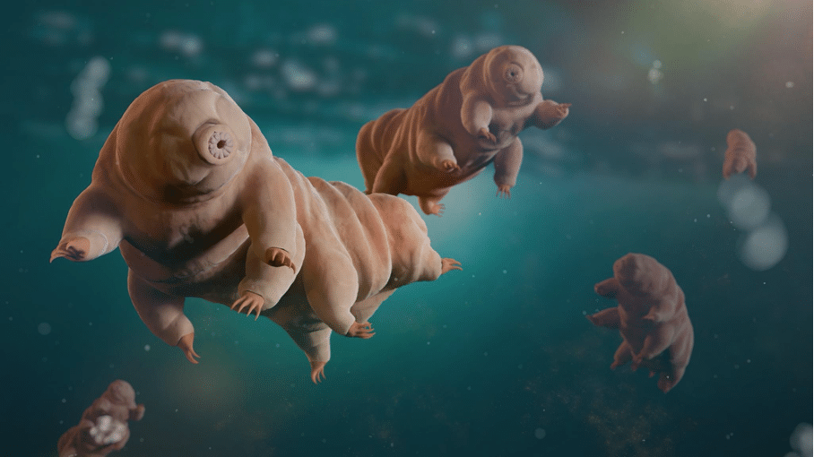 Le tardigrade, ou ourson d'eau est l'animal le plus résistant au monde