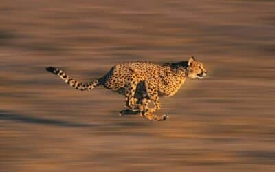 Top 5 des animaux les plus rapides du monde