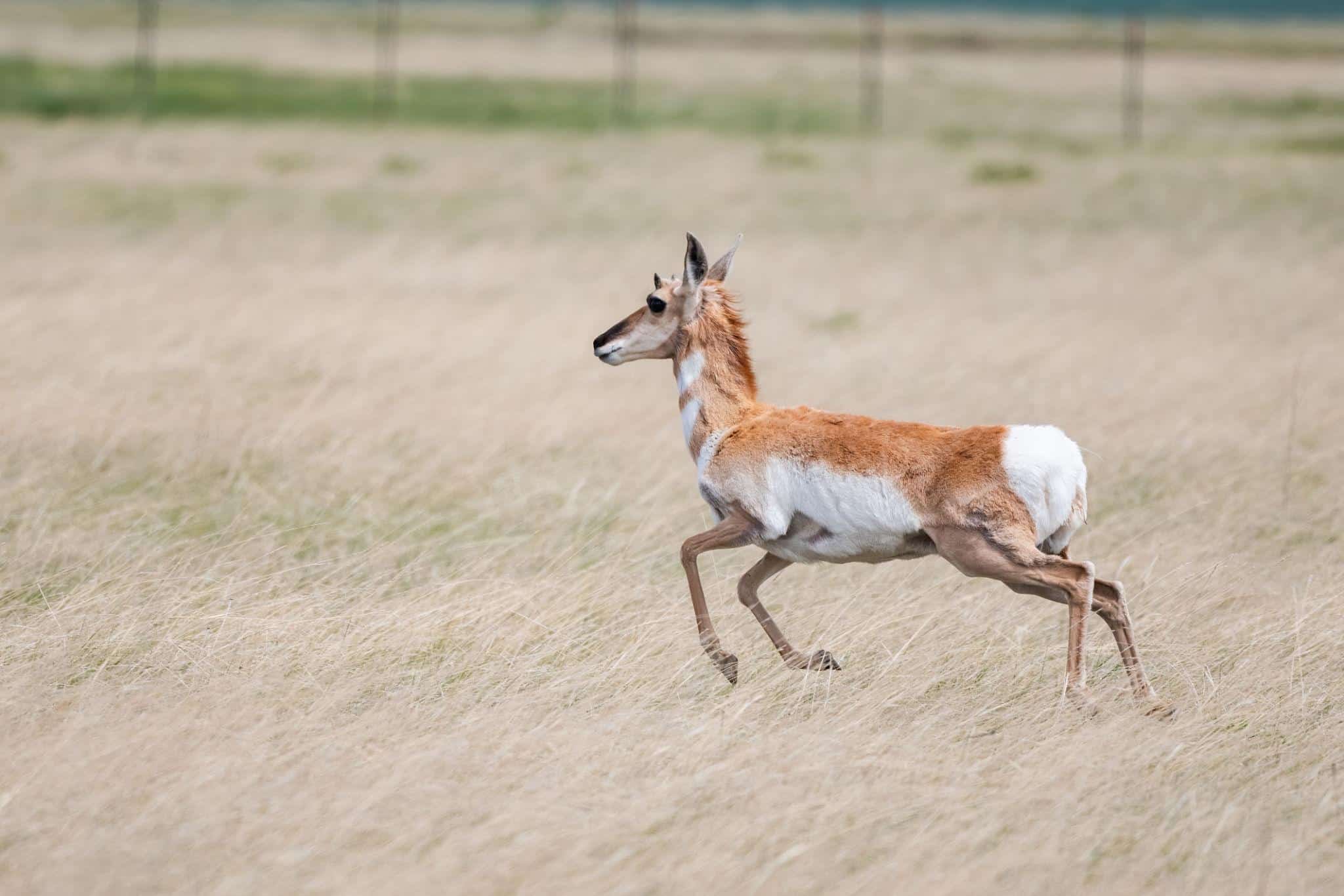 L'antilope pronghorn est une des antilopes les plus rapides du monde