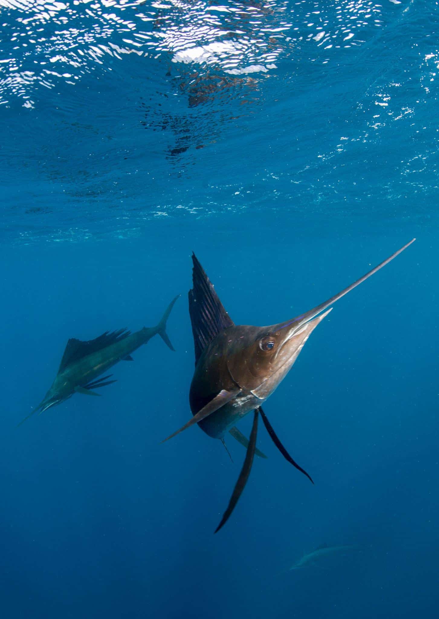 Le voilier de l'atlantique est le poisson le plus rapide du monde