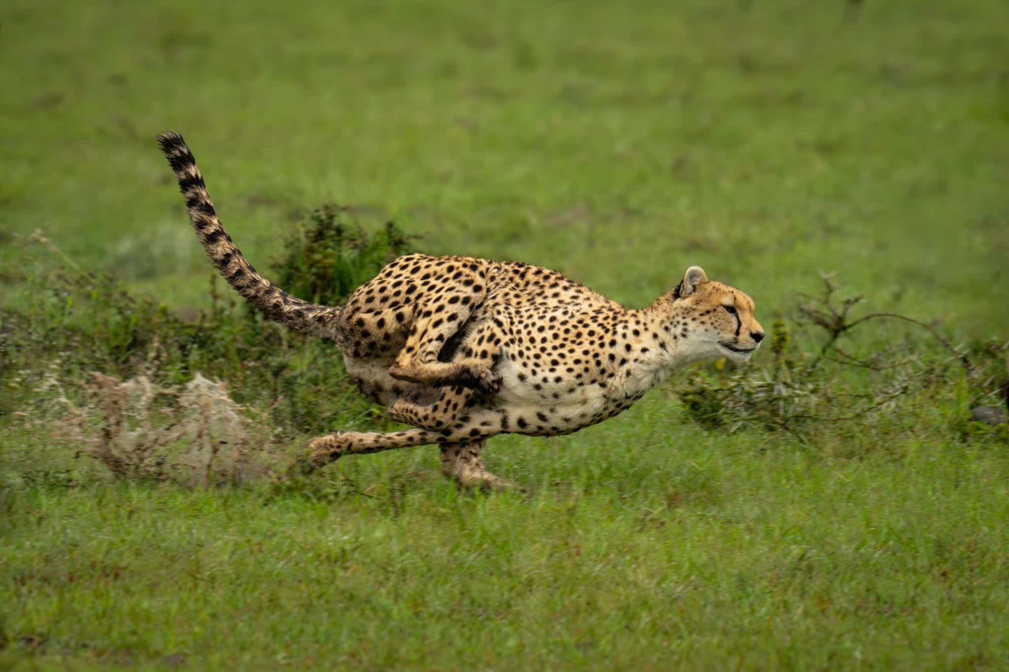 Un guepard en plein sprint : course très rapide