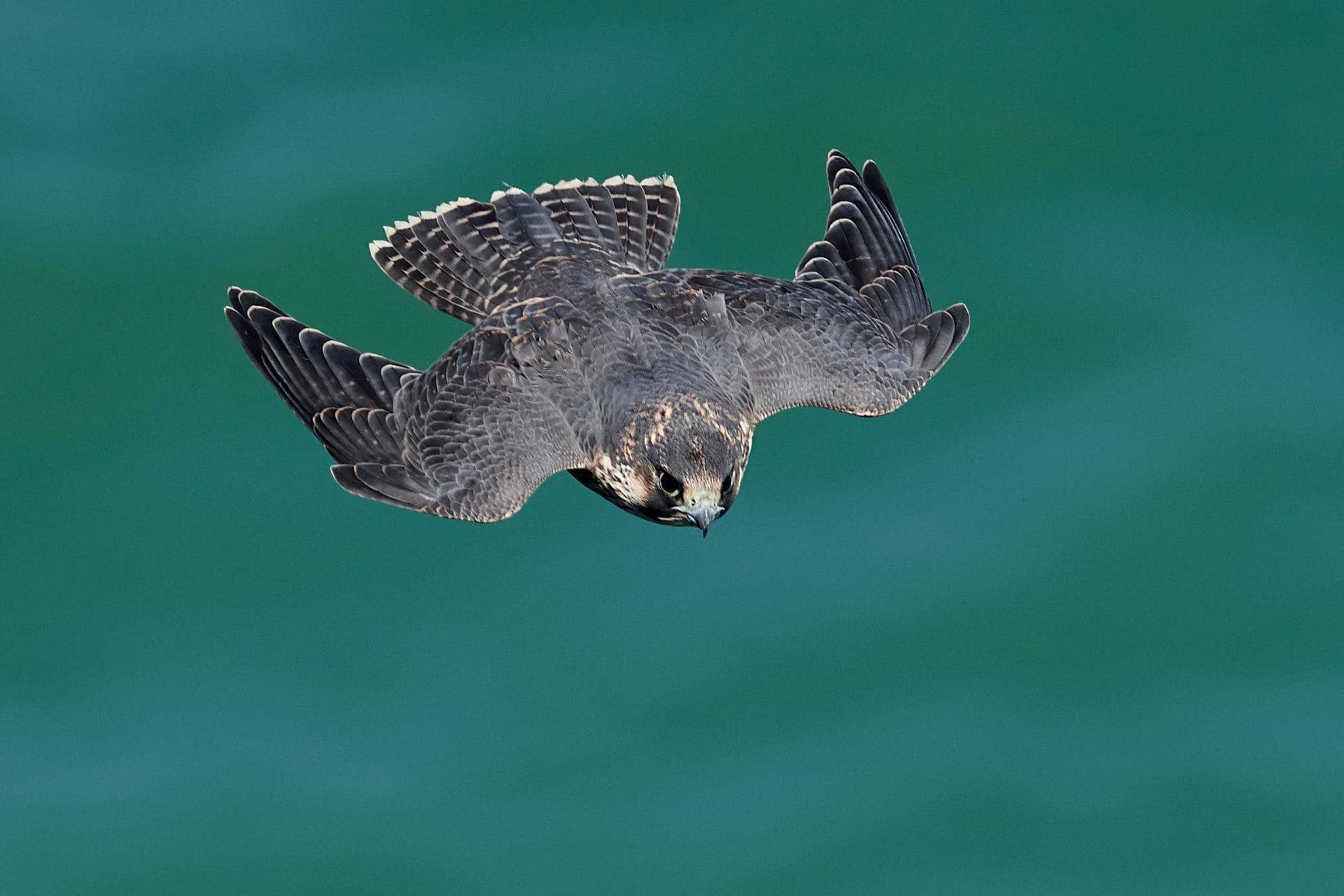 Le faucon pelerin est l'animal le plus rapide du monde