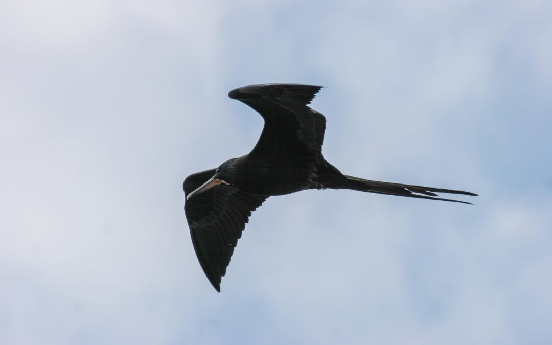 Saviez-vous que certains oiseaux peuvent dormir… en volant ?
