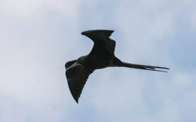 Saviez-vous que certains oiseaux peuvent dormir… en volant ?
